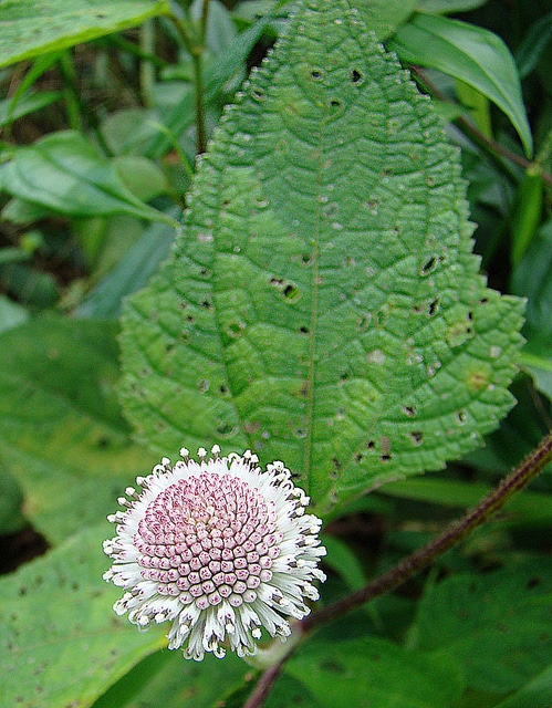 Melanthera nivea
