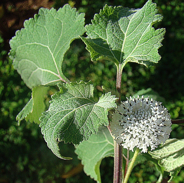 Melanthera nivea