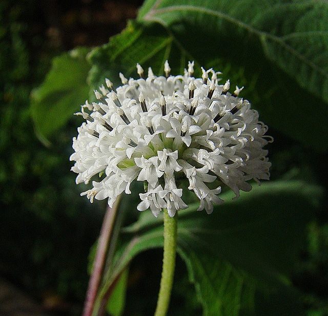 Melanthera nivea (Melanthera nivea)