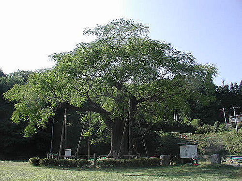 Margousier