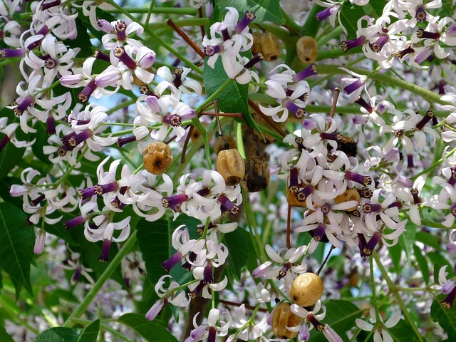 Margousier (Melia azedarach)
