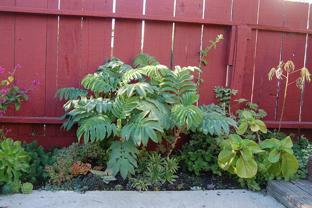 Melianthus major