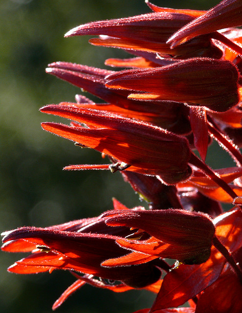 Melianthus major
