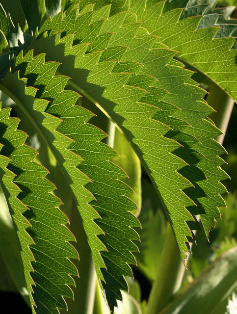 Melianthus major