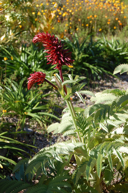 Melianthus major