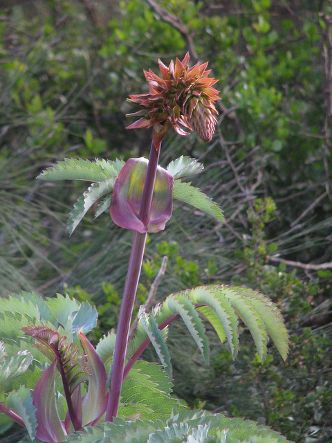 Melianthus major