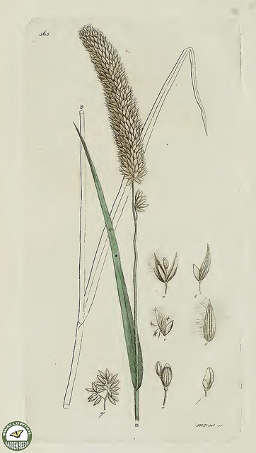 Mélique ciliée (Melica ciliata)