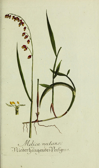 Mélique penchée (Melica nutans)