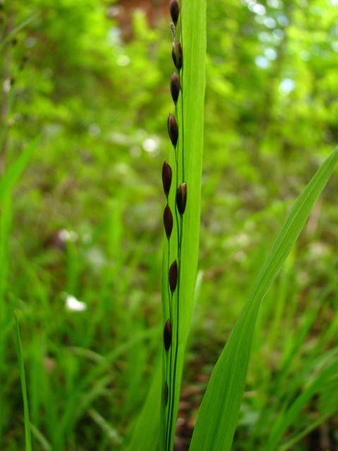 Mélique à une fleur