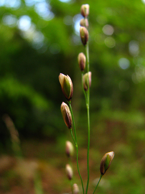 Mélique à une fleur