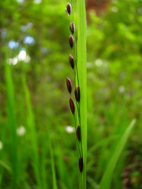 Mélique à une fleur