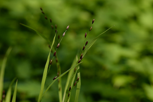Mélique à une fleur (Melica uniflora)