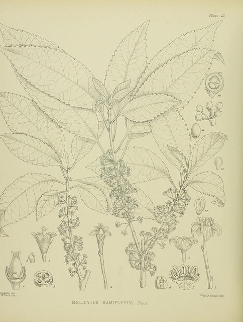 Melicytus ramiflorus