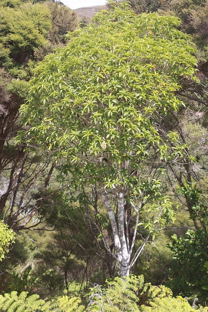 Melicytus ramiflorus