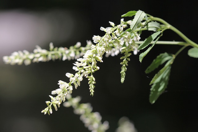 Mélilot blanc (Melilotus albus)