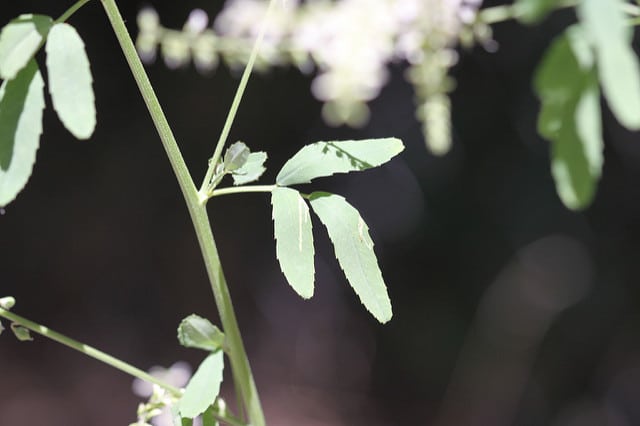 Mélilot blanc
