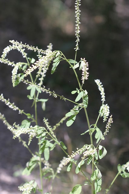 Mélilot blanc