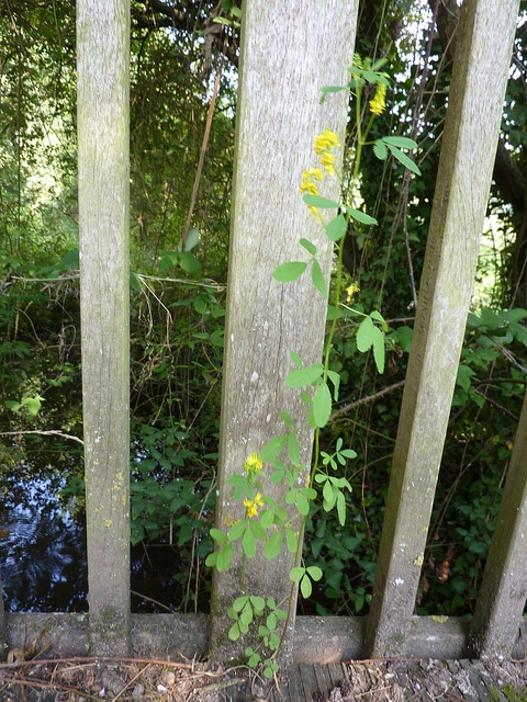 Mélilot élevé