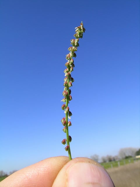 Melilotus indicus