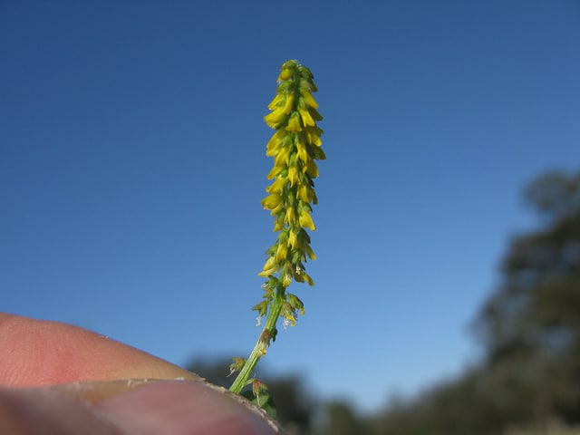 Melilotus indicus