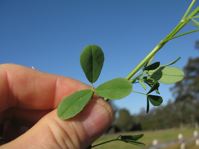 Melilotus indicus