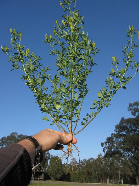 Melilotus indicus