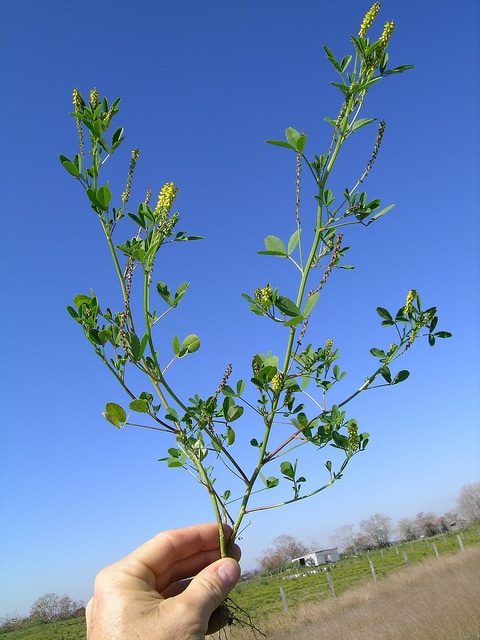 Melilotus indicus