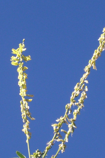 Mélilot jaune