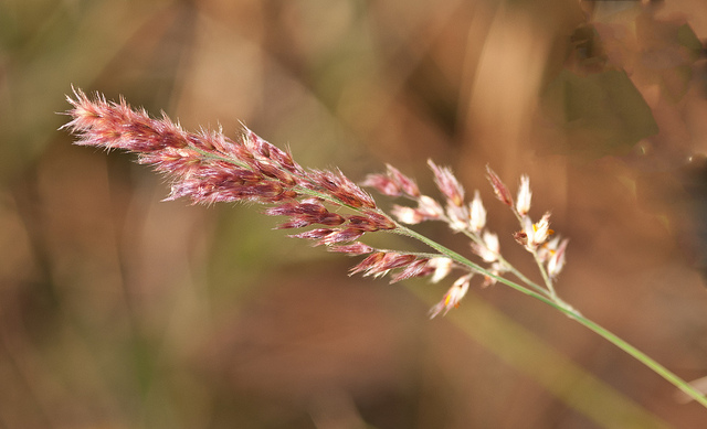Melinis nerviglumis