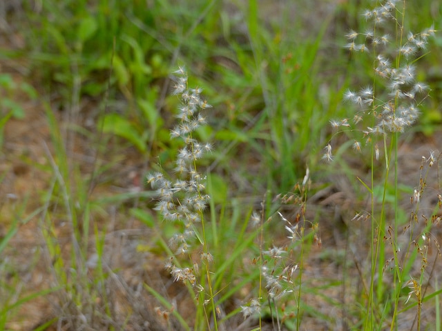 Melinis repens