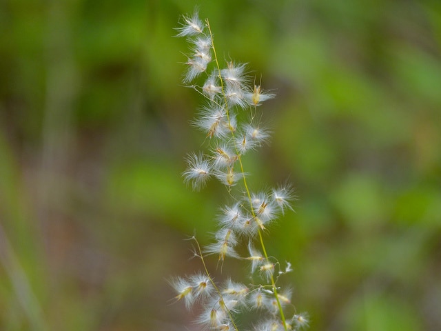 Melinis repens
