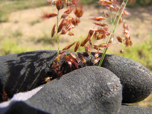Melinis repens