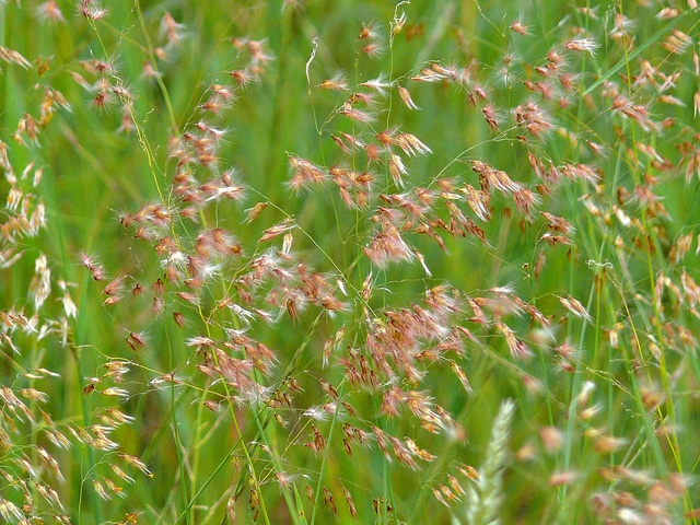 Melinis repens