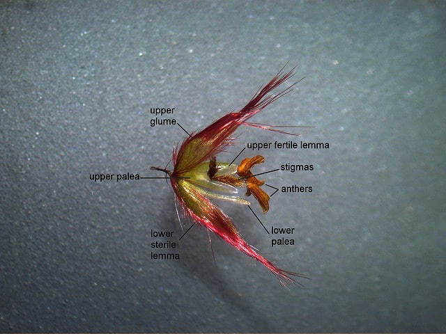 Melinis repens