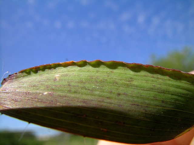 Melinis repens