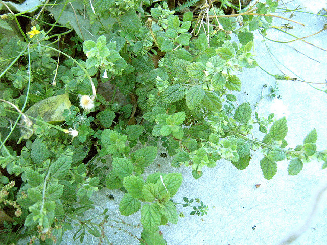 Mélisse officinale