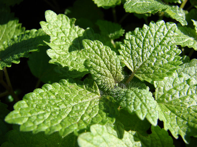 Mélisse officinale
