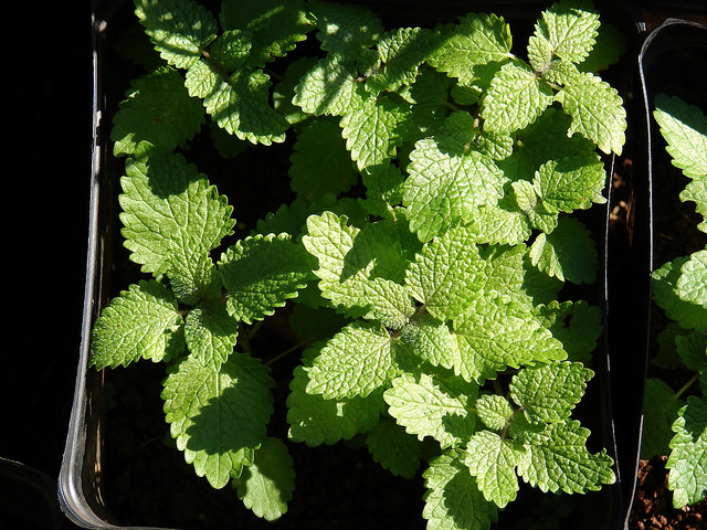 Mélisse officinale