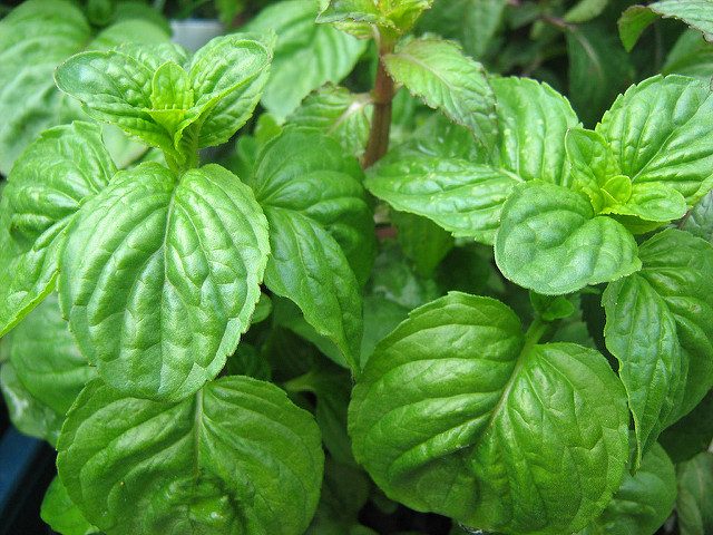Mélisse officinale
