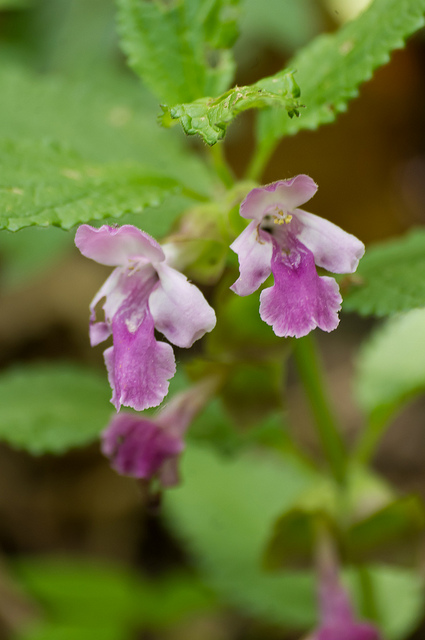 Mélitte à feuilles de mélisse