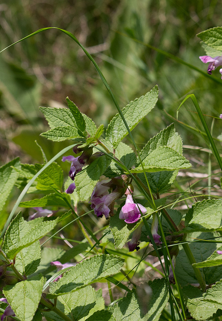 Mélitte à feuilles de mélisse