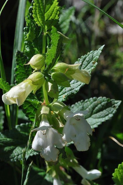 Mélitte à feuilles de mélisse