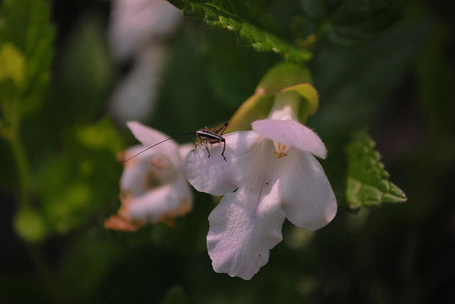 Mélitte à feuilles de mélisse