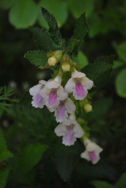 Mélitte à feuilles de mélisse