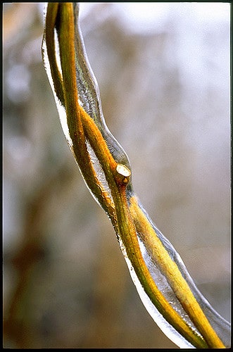 Ménisperme du canada