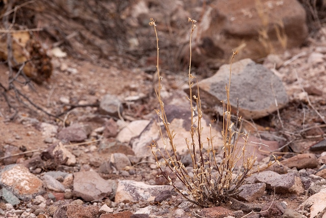 Menodora scabra (Menodora scabra)
