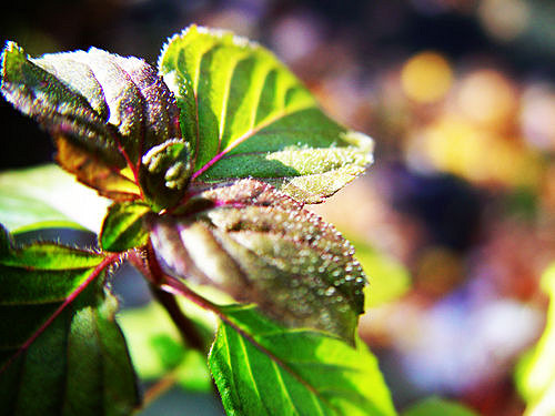 Menthe aquatique (Mentha aquatica)