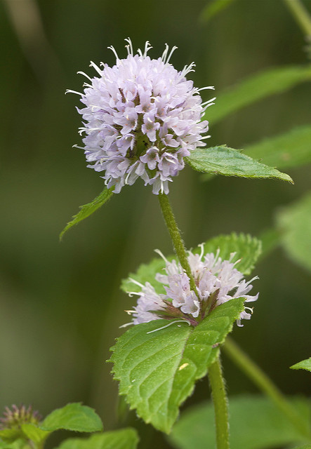 Menthe aquatique