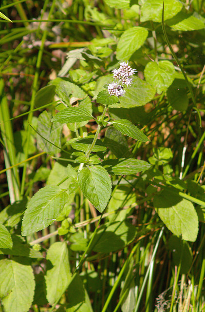 Menthe aquatique
