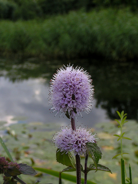 Menthe aquatique